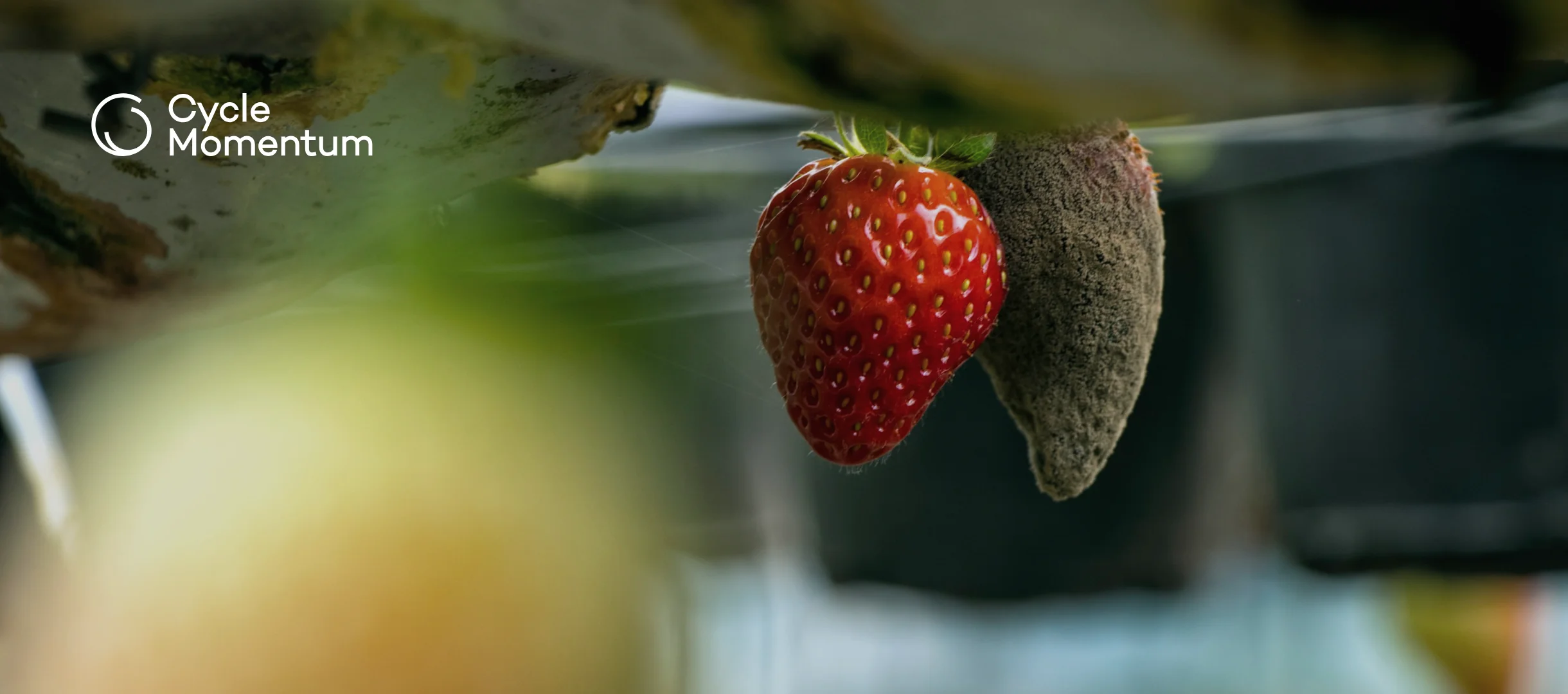 A ripe strawberry next to one covered in grey mould, hanging from a raised growing gutter