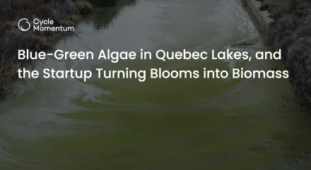 Blue-Green Algae in Quebec Lakes, and the Startup Turning Blooms into Biomass