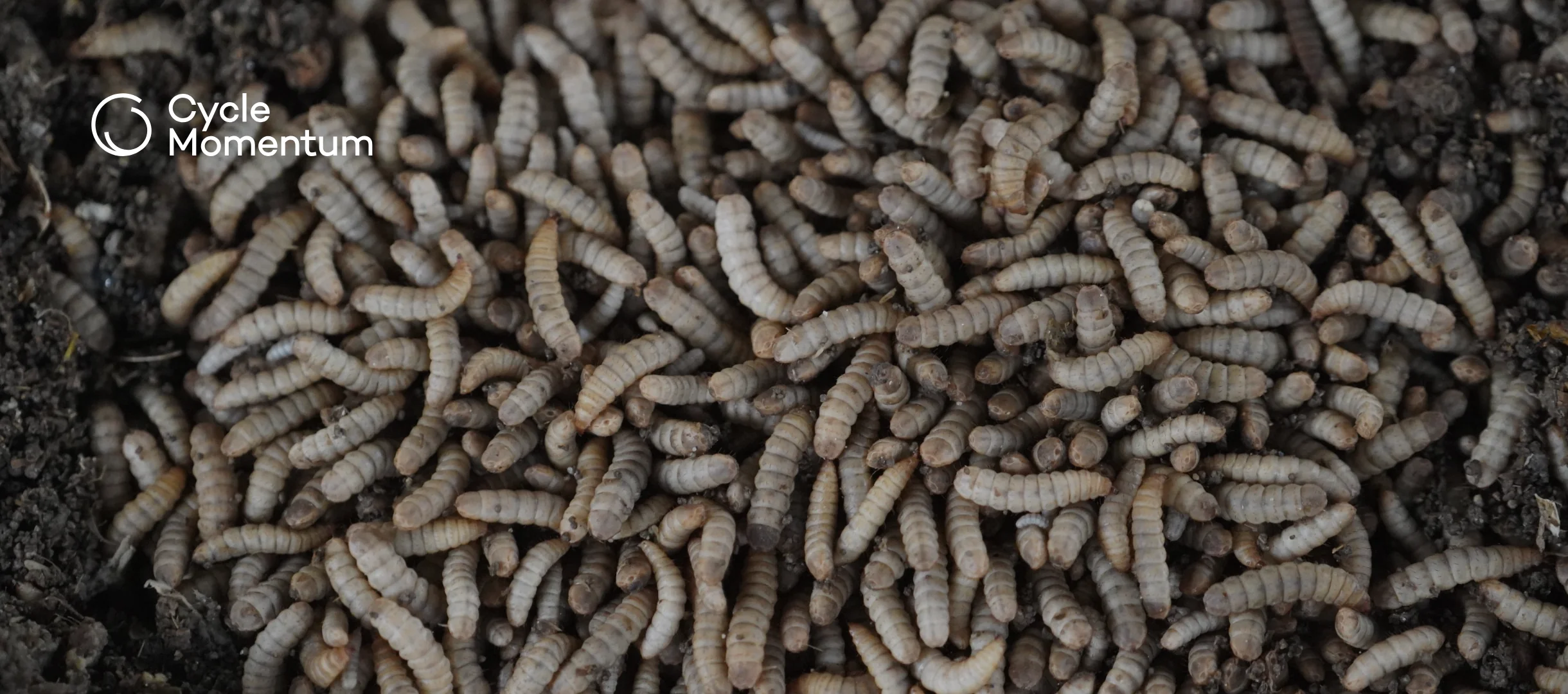 Black soldier fly larvae in the dark residue they leave behind, the insect frass
