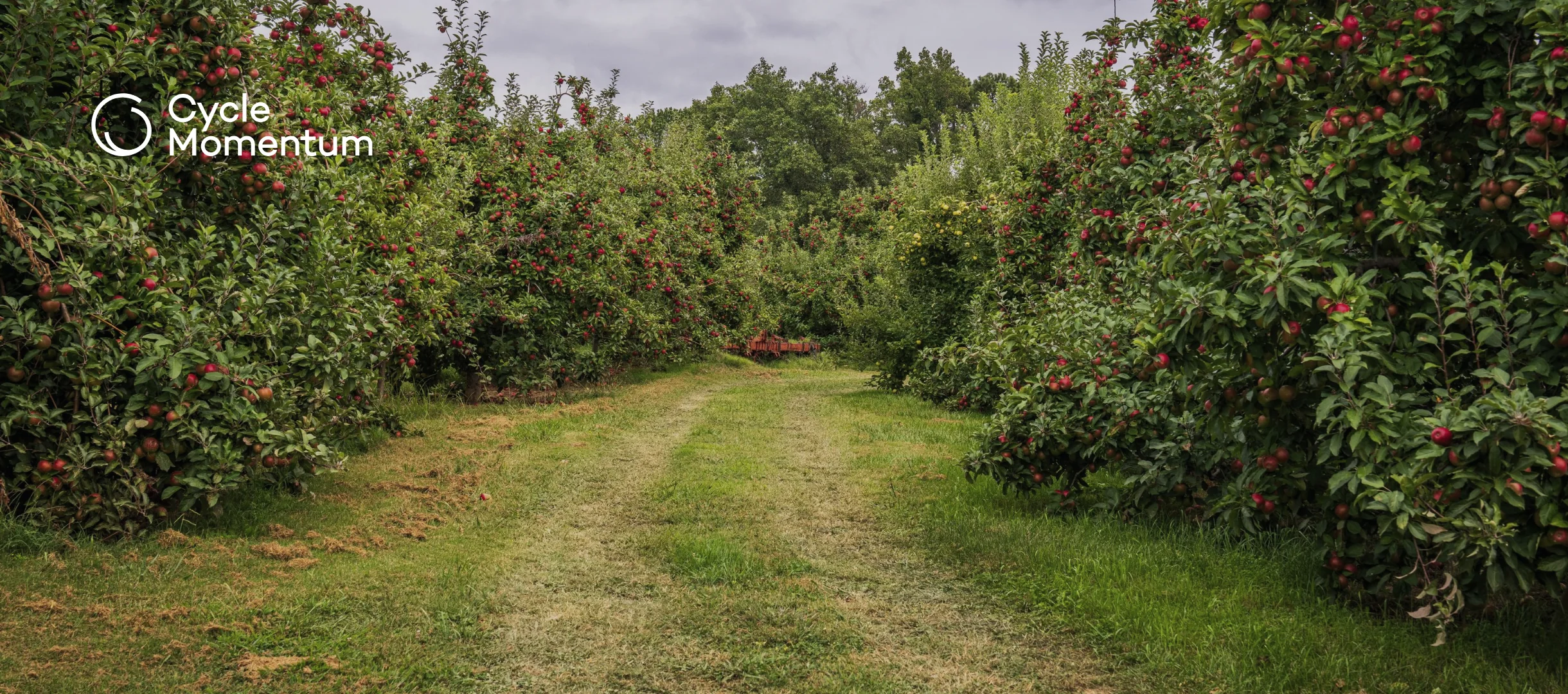 Apple orchard row with red apples on the trees and a grass alley between them