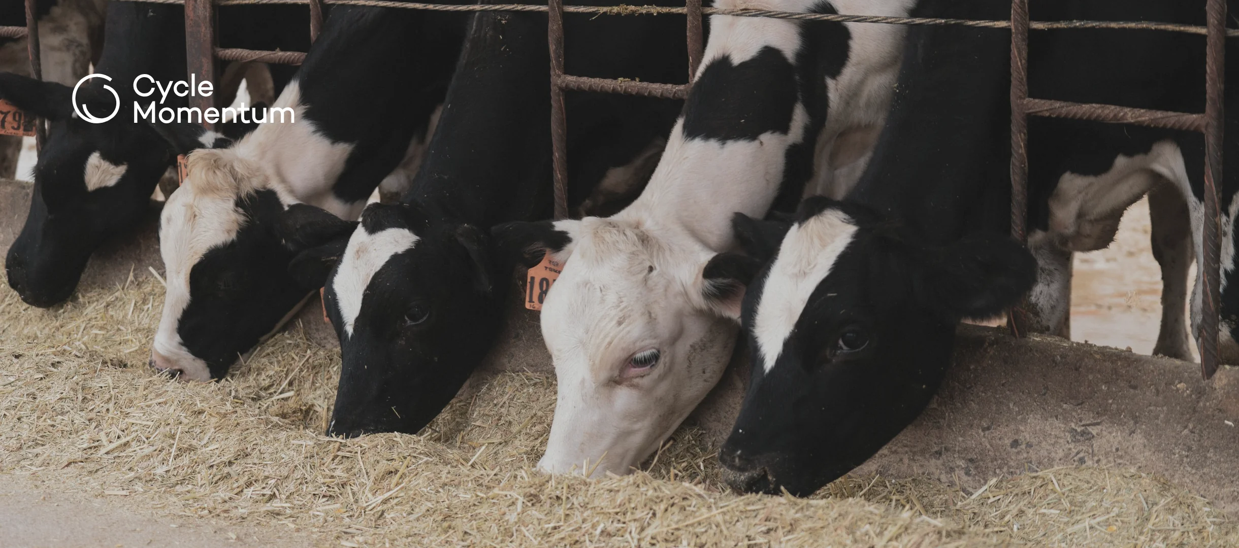 Holstein dairy cows eating forage through a feed barrier