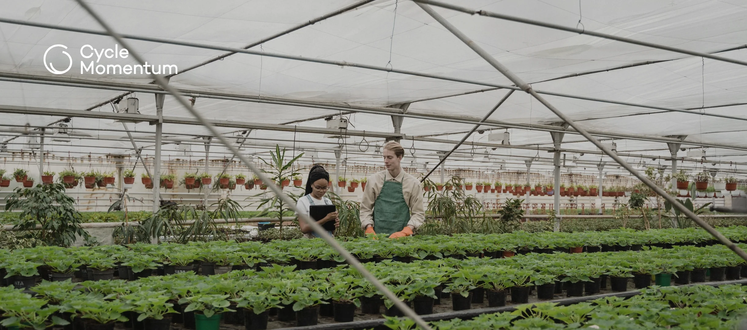 Two workers checking rows of potted plants in a large commercial greenhouse