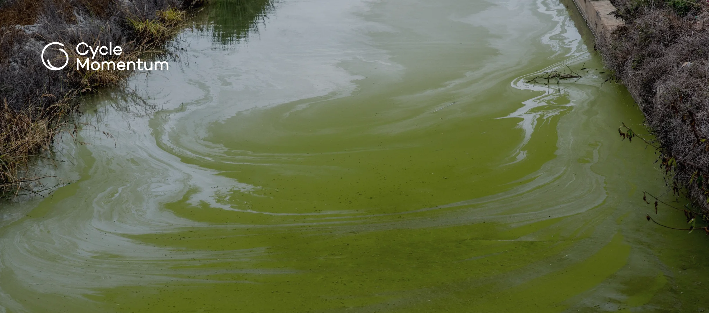 Thick green algae bloom covering a narrow waterway between grassy banks