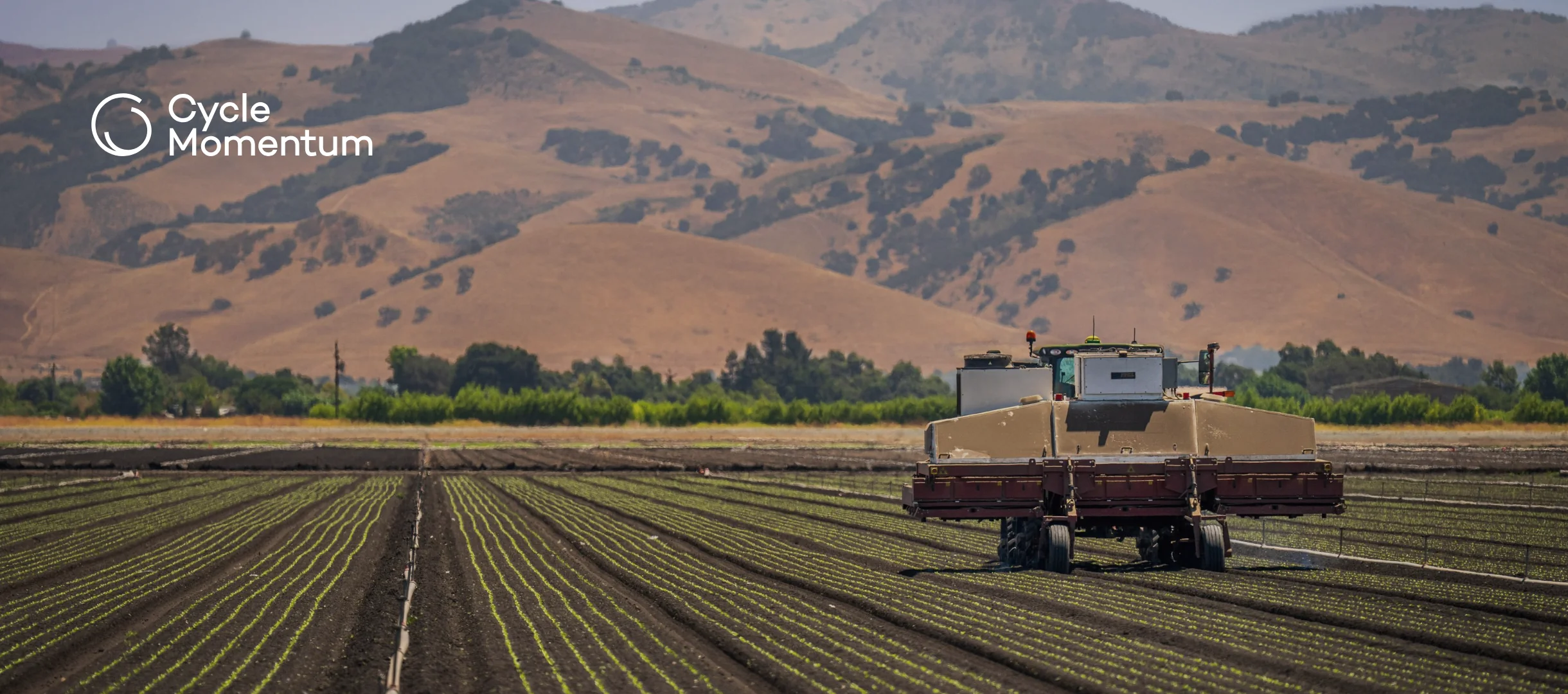 Tractor-drawn weeding machine working over rows of lettuce seedlings