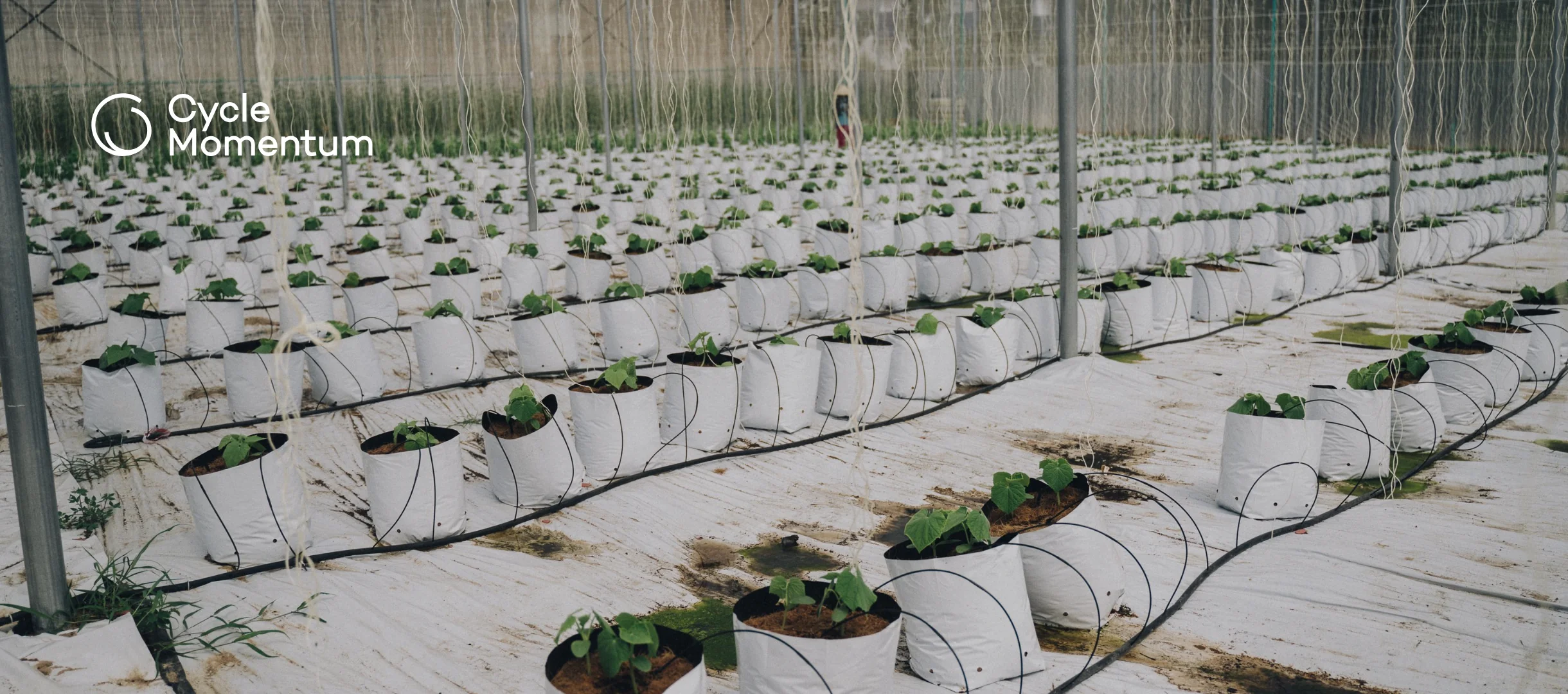 Young greenhouse plants in grow bags, each fed by a drip fertigation line